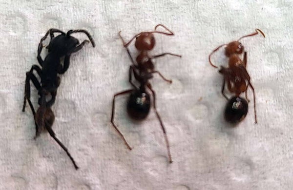 Trio fourmis sp  Equateur