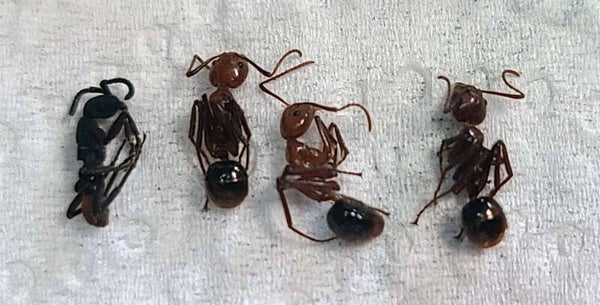 Quatro fourmis sp  Equateur