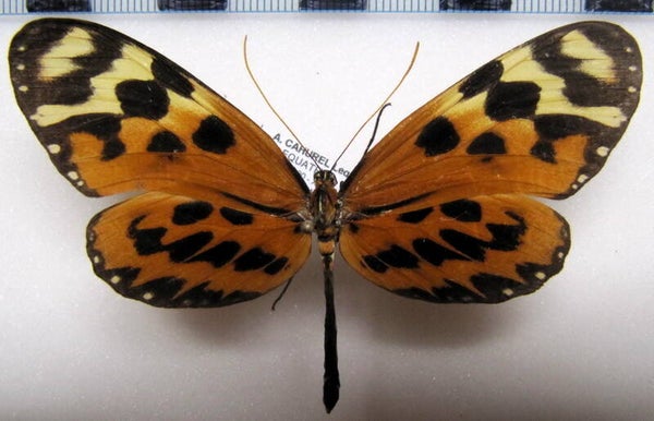 Forbestra equicola quicoloides femelle A1-  Equateur