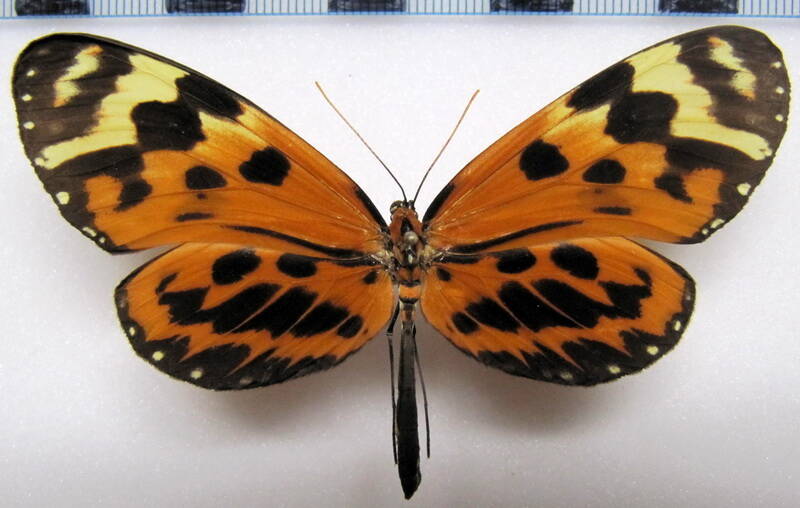 forbestra_equicola_equicoloides_f_per-standard.jpg
