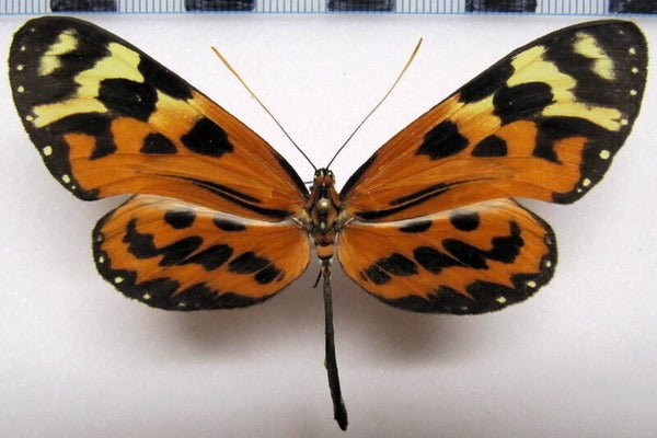 Forbestra equicola quicoloides mâle A1-  Equateur