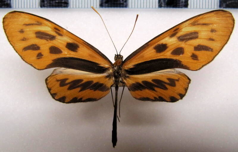 forbestra_olivencia_aeneola_m01_per-standard.jpg