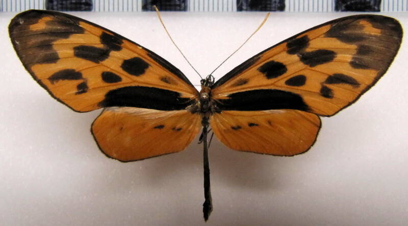 forbestra_olivencia_aeneola_m02_per-standard.jpg