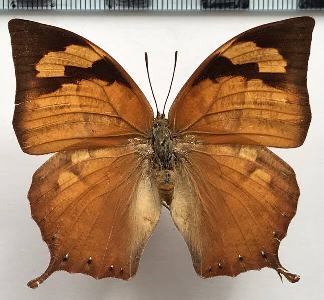 fountainea_eurypyle_eurypyle_f_perou-standard.jpg
