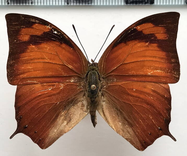 fountainea_eurypyle_eurypyle_m_bresil-standard.jpg