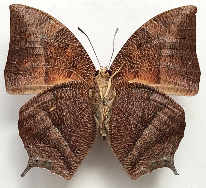 fountainea_eurypyle_eurypyle_m_eq_v-standard.jpg