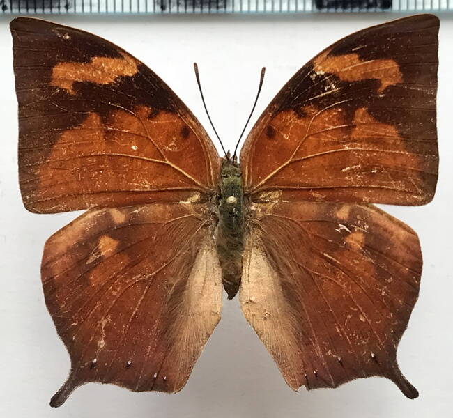 fountainea_ryphea_ryphea_f_bresil-standard.jpg