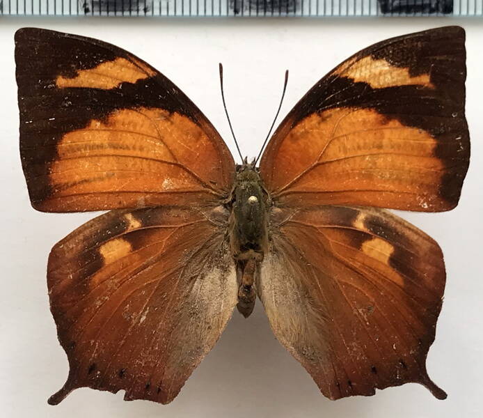 fountainea_ryphea_ryphea_f_gf-standard.jpg