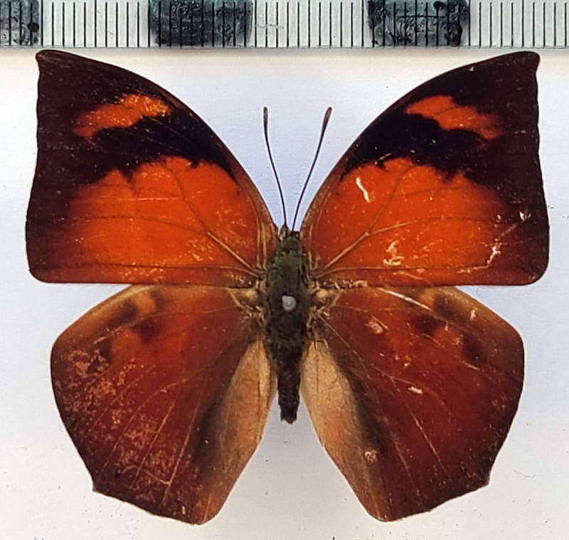 fountainea_ryphea_ryphea_m02_vnz-standard.jpg
