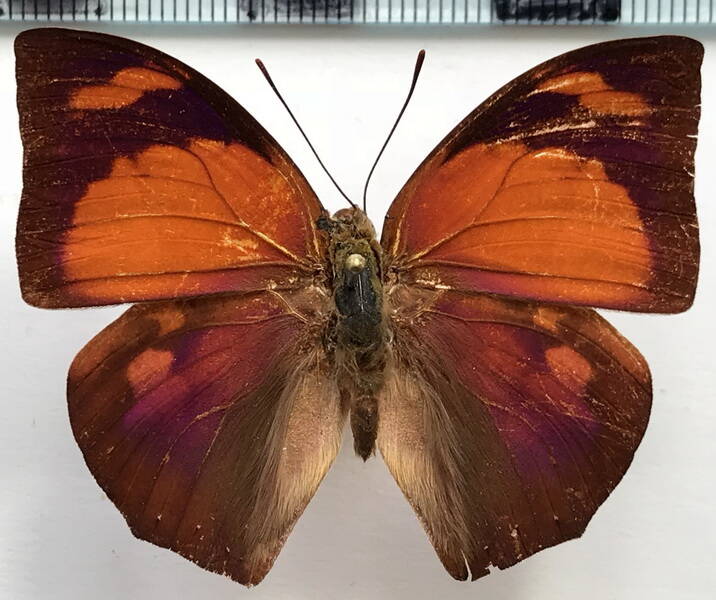 fountainea_ryphea_ryphea_m_bresil-standard.jpg