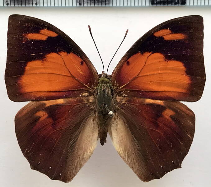 fountainea_ryphea_ryphea_m_perou-standard.jpg