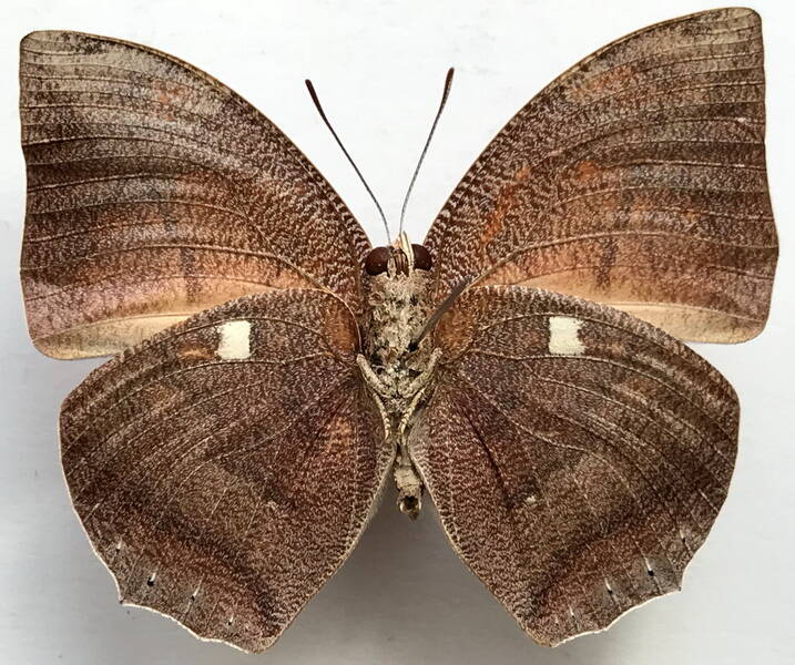fountainea_ryphea_ryphea_m_perou_v-standard.jpg