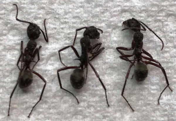 Lot 3 fourmis sp Equateur