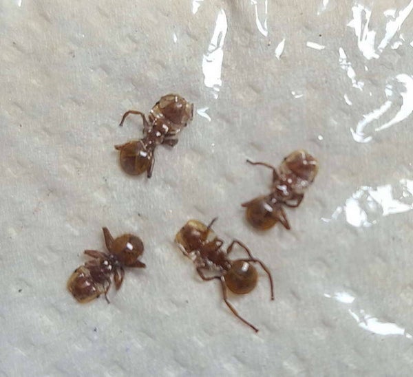 Lot 4 fourmis sp  Guyane française