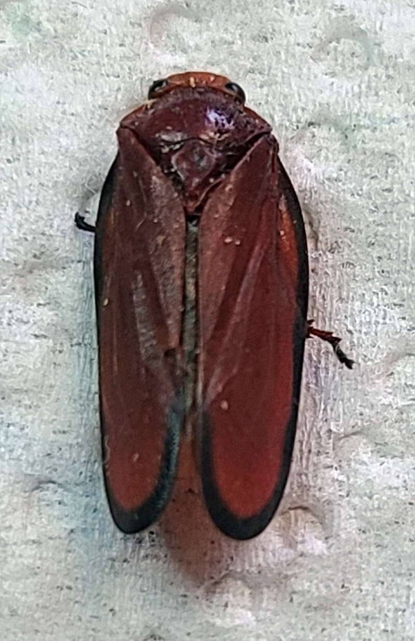 Fulgore sp Madagascar