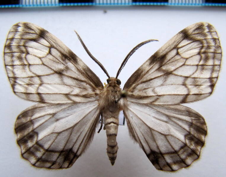 fulgurodes_sp-perasata_eq-standard.jpg
