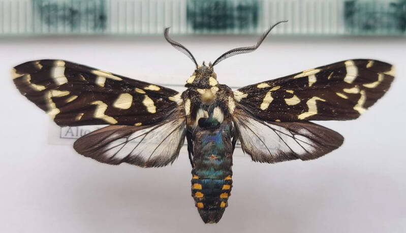 galethalea_davidi_m_Colombie