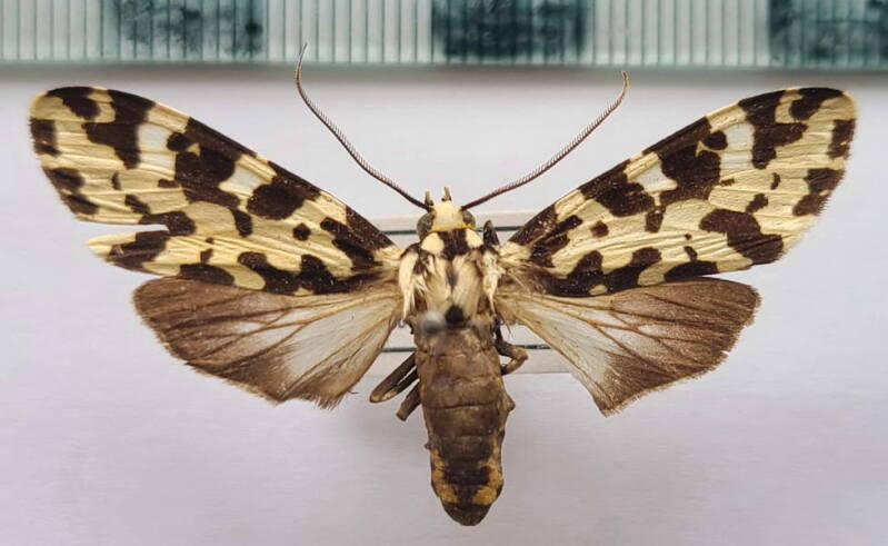 galethalea_exile_Bolivie