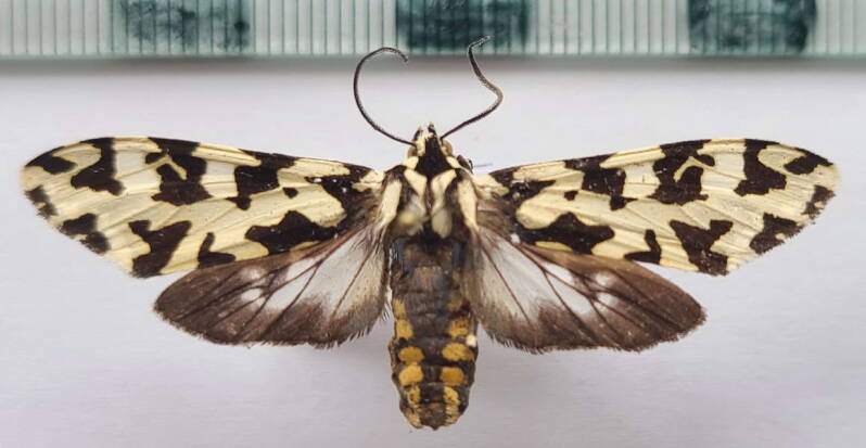 galethalea_exile_Colombie