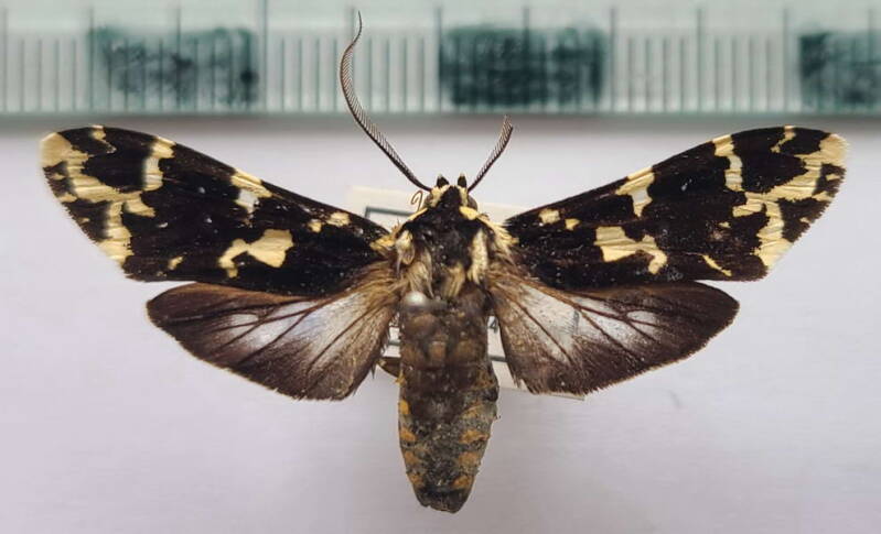 galethalea_machadoi_m_Colombie