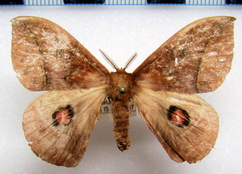 gamelia-sp_bol_m-standard.jpg