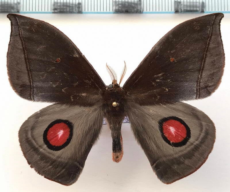 gamelia_hollinensis_m02_eq-standard.jpg