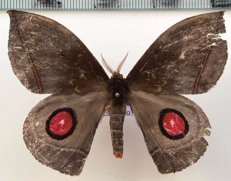 gamelia_hollinensis_m_eq-standard.jpg