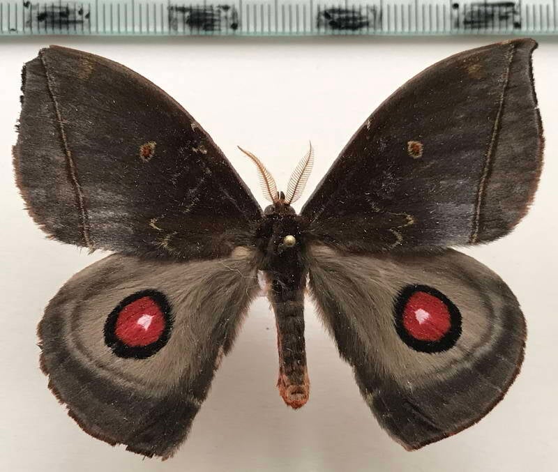 gamelia_occecuatoriana_m_eq-standard.jpg
