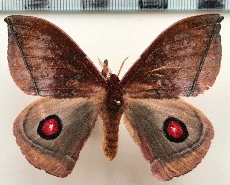 Gamelia rindgei mâle A1- Equateur