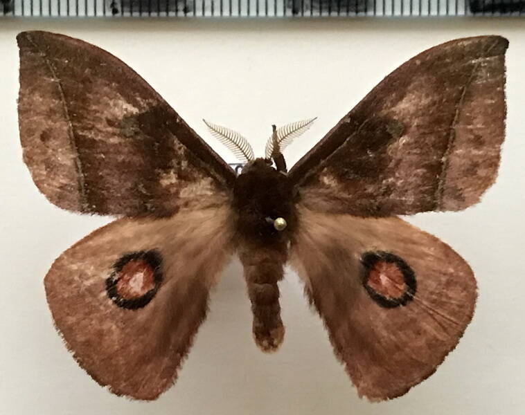 gamelia_sp246_bresil-standard.jpg