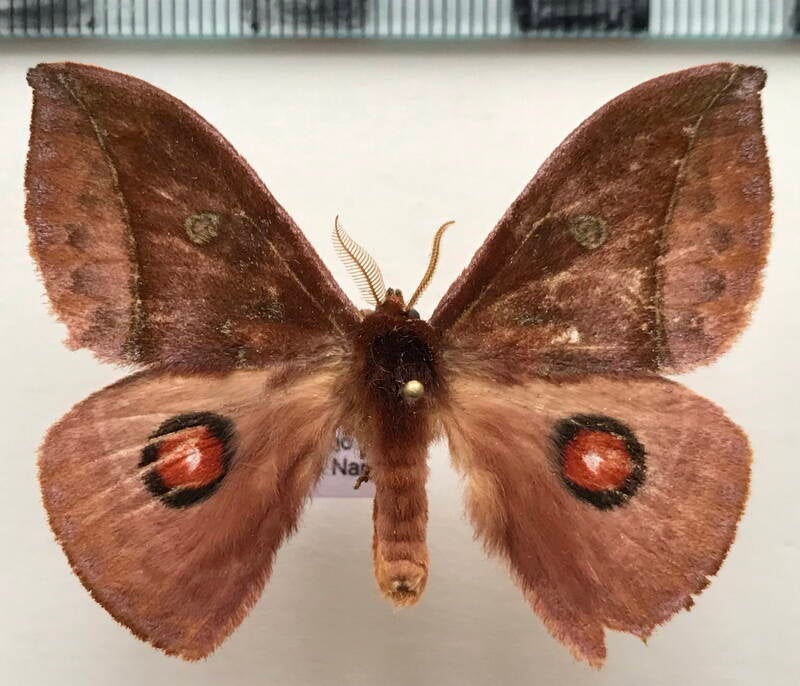 gamelia_sp332_m_eq-standard.jpg