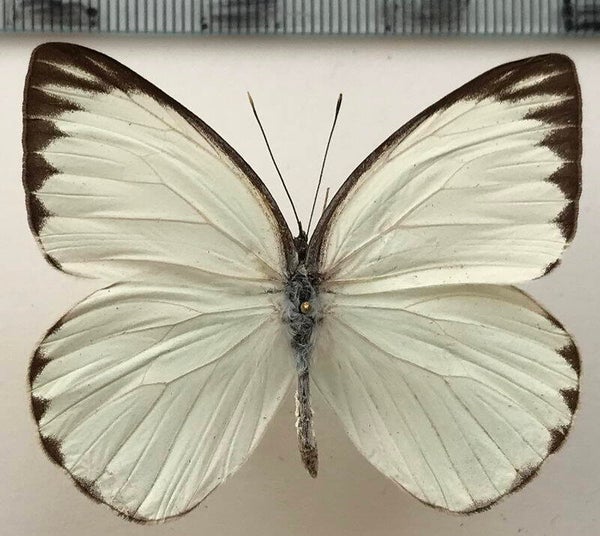 Ganyra phaloe sincera mâle A1-  Equateur