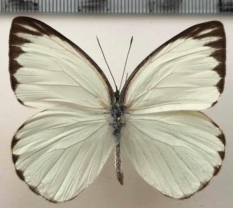 ganyra_phaloe_sincera_m02_eq-standard.jpg