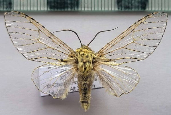 Gaujonia sp 193 mâle Pérou