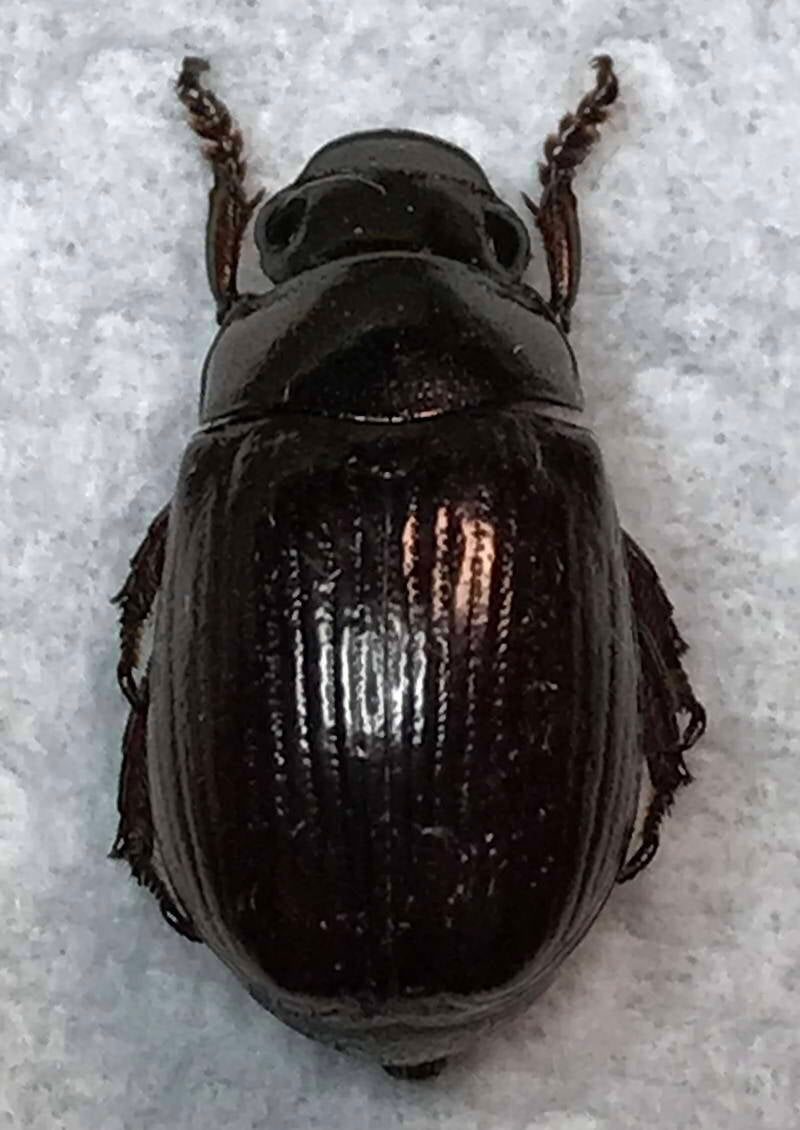 geniatini_sp01_Guyane fr