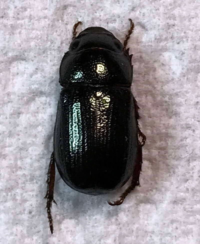 geniatini_sp02_Guyane fr