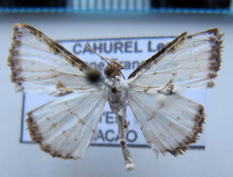 geometre_sp04_gf-standard-qfrfhx.jpg