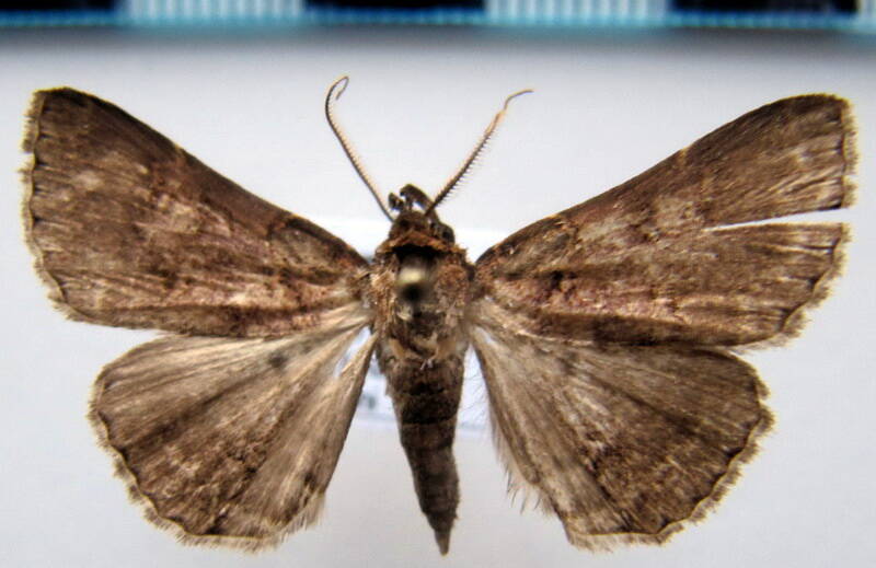 geometridae_bol_sp-61-standard.jpg