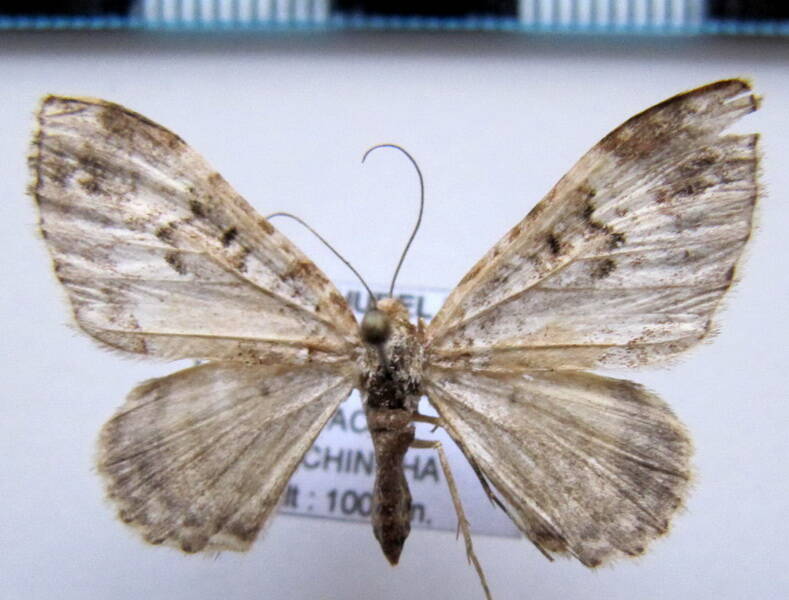 geometridae_eq_sp-32-standard.jpg