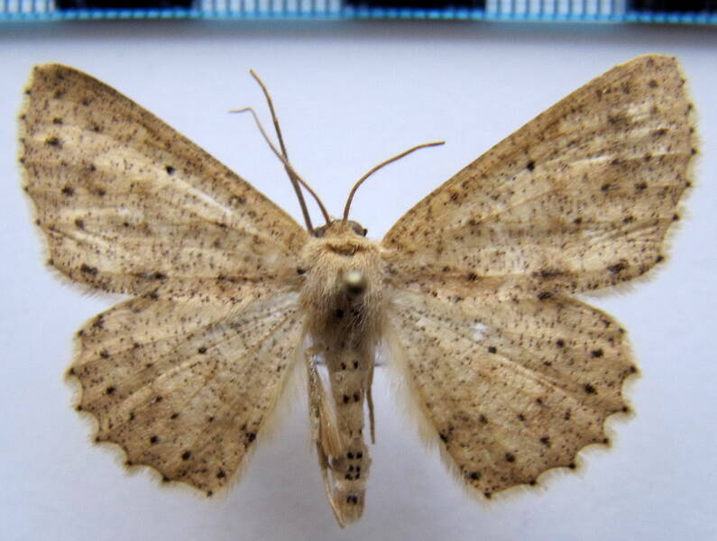 geometridae_eq_sp-35-standard.jpg