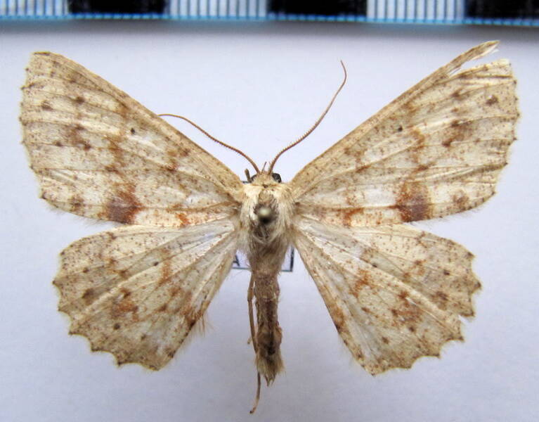 geometridae_eq_sp-36-standard.jpg