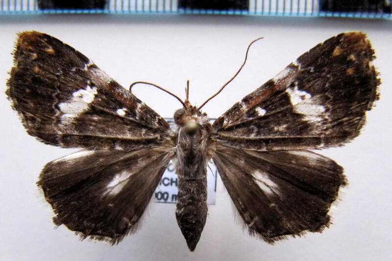 geometridae_eq_sp-45-standard.jpg