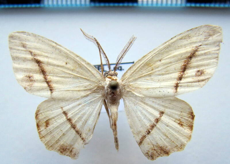 geometridae_eq_sp-46-standard.jpg