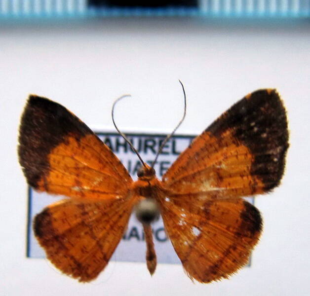 geometridae_eq_sp-49-standard.jpg