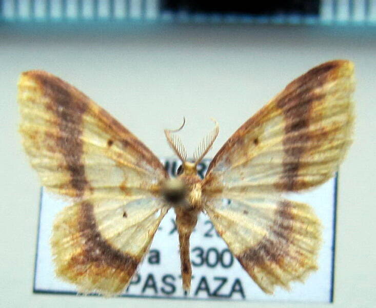 geometridae_eq_sp-50-standard.jpg