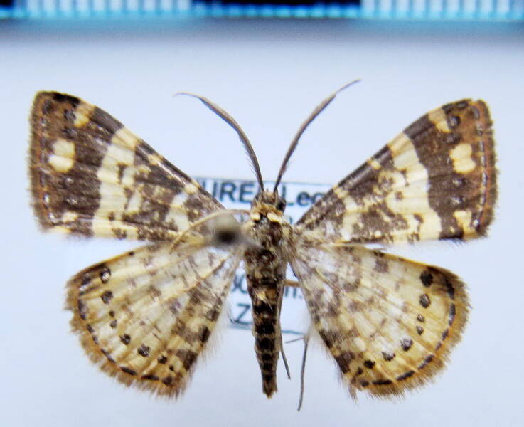 geometridae_eq_sp-54-standard.jpg