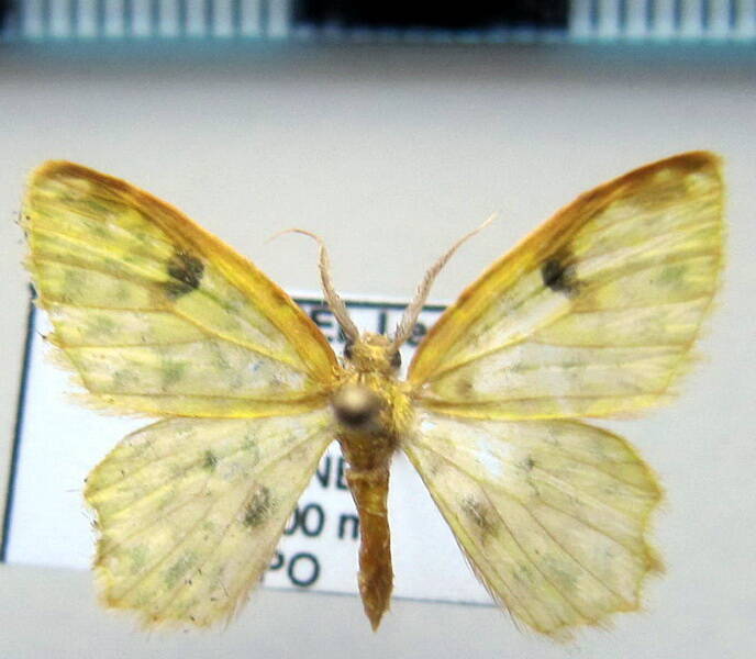 geometridae_eq_sp-55-standard.jpg