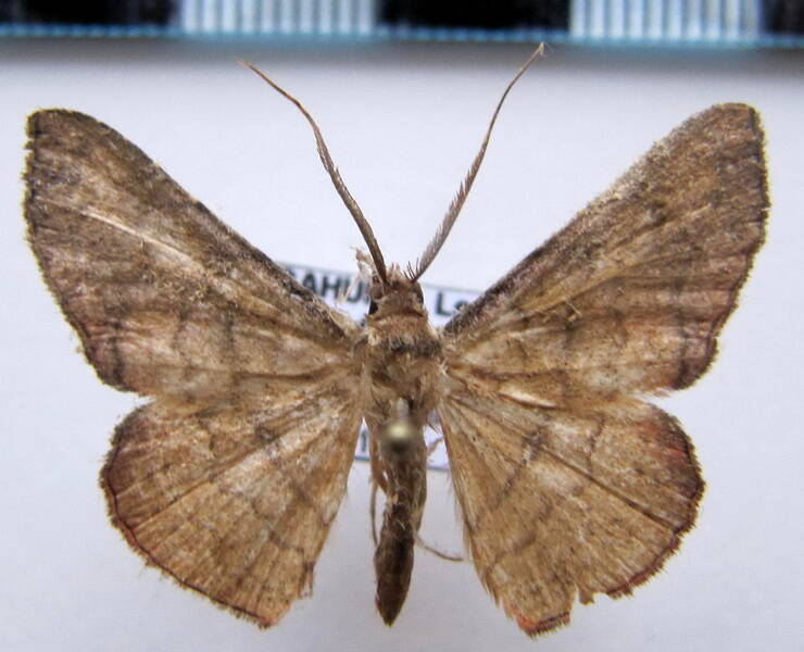 geometridae_gf_sp-37-standard.jpg