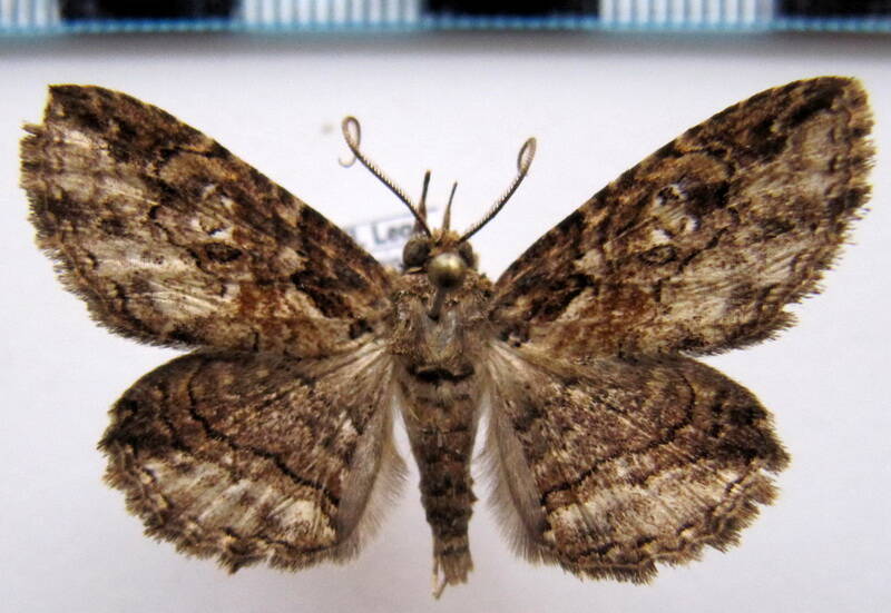 geometridae_gf_sp-40-standard.jpg