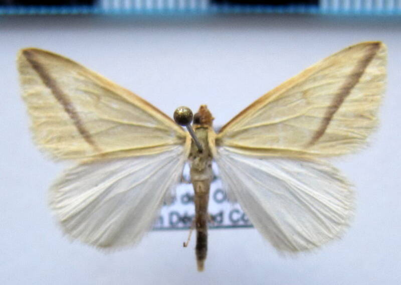 geometridae_gf_sp-47-standard.jpg